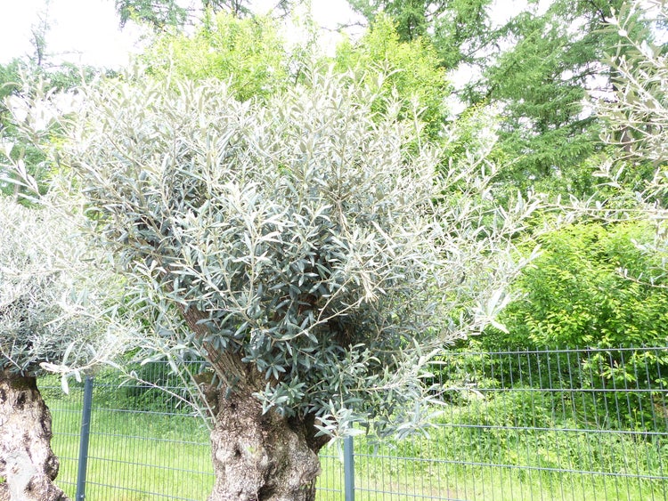 genau dieser Baum L9 Olivenbaum 230 cm, knorrige alte urige Olive winterhart