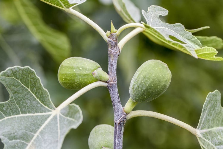 Nahaufnahme eines Feigenbaum-Zweigs mit grünen Früchten und Blättern.