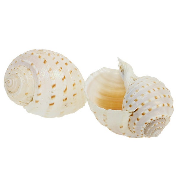 Dekorative Muscheln in Spiralform mit braunem Punktmuster.