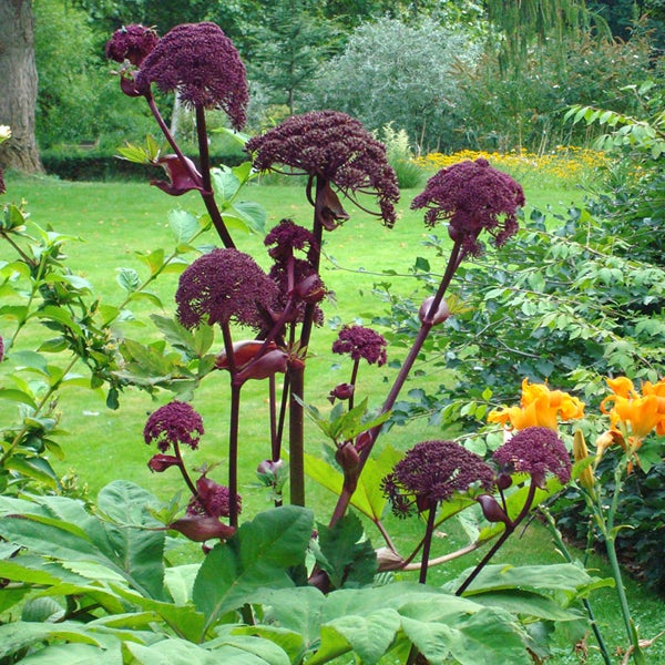 Garten mit blühendem Engelwurz