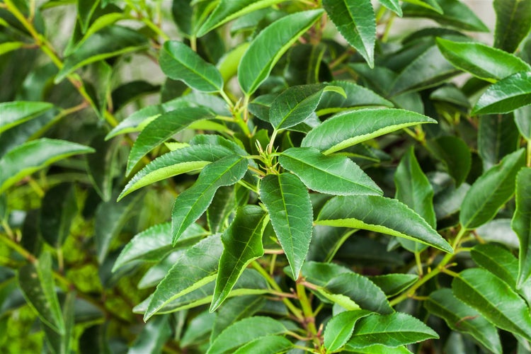 Prunus lusitanica, Portugiesischer Lorbeer, immergrün, 80–100 cm
