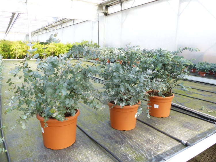 Eukalyptuspflanzen in Töpfen in einem Gewächshaus