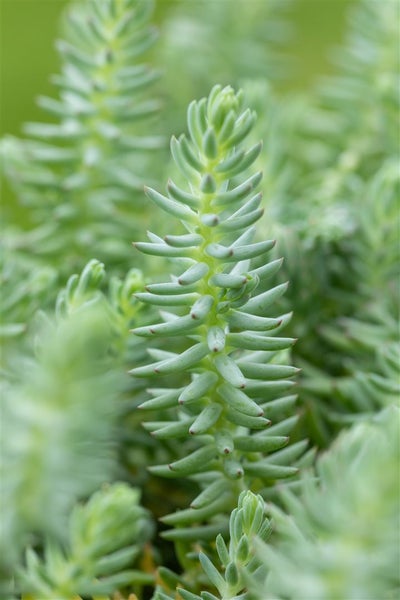 Sedum reflexum, Tripmadam, ca. 9x9 cm Topf, sukkulent