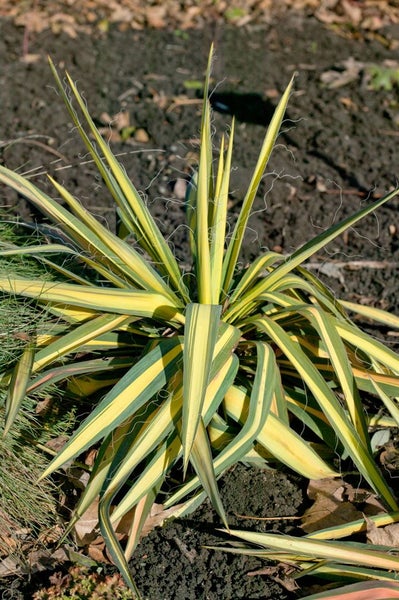 Yucca filamentosa 'Color Guard', Palmlilie, gelb-grün, 30–40 cm