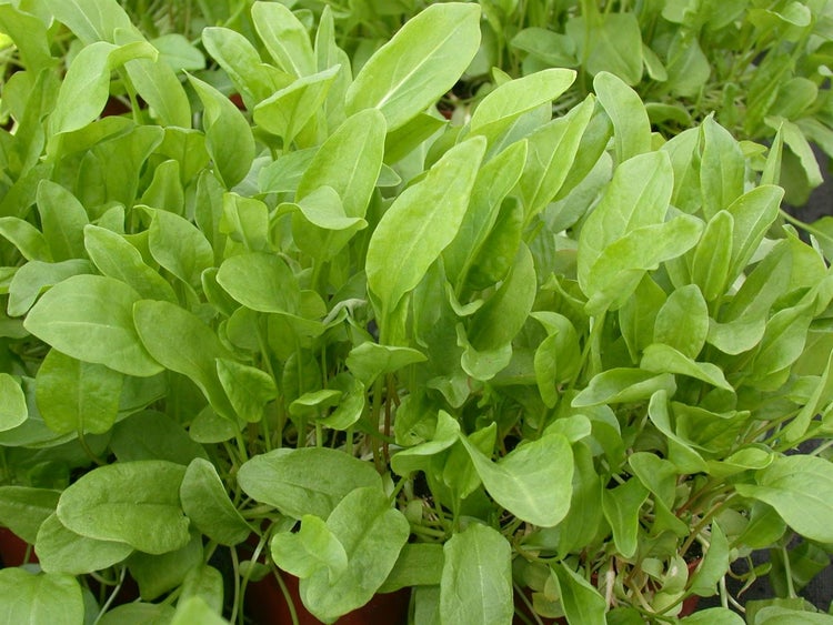Sauerampfer-Pflanze mit grünen Blättern