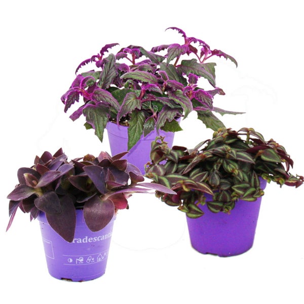 Zimmerpflanzen-Trio Purple Leaves Set mit 3 verschiedene Pflanzen mit lila Blättern Tradescantia Purple Passion Gynura Tradescantia pallida