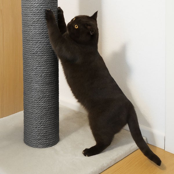 Katze kratzt an einem runden Sisalstamm von einem Kratzbaum zur Krallenpflege.