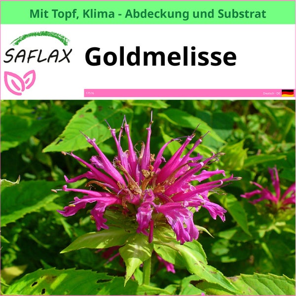 Saflax Goldmelisse im Topf mit Klimaabdeckung und Substrat