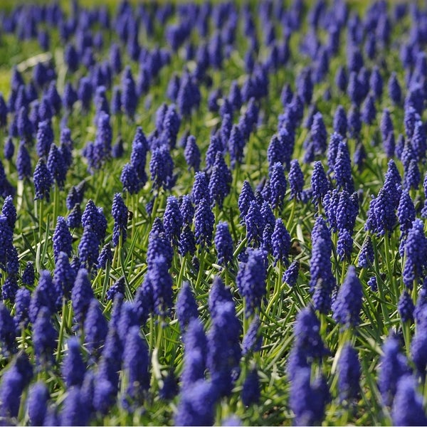 Ein Feld voller blühender Traubenhyazinthen mit kleinen glockenförmigen Blüten auf grünen Stielen in einem Garten.