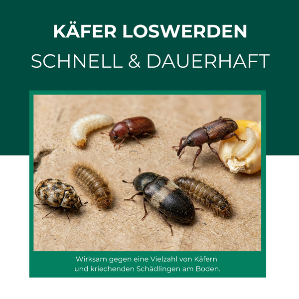 Mehrere Käferarten und Larven auf einer Oberfläche.