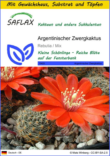 SAFLAX Anzucht Set - Argentinischer Zwergkaktus - Rebutia / Mix - 40 Samen - Mit Mini-Gewächshaus, Anzuchtsubstrat und 2 Töpfen