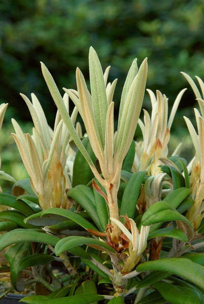 Rhododendron yakushimanum 'Makiyak', 60 cm Stammhöhe, immergrün