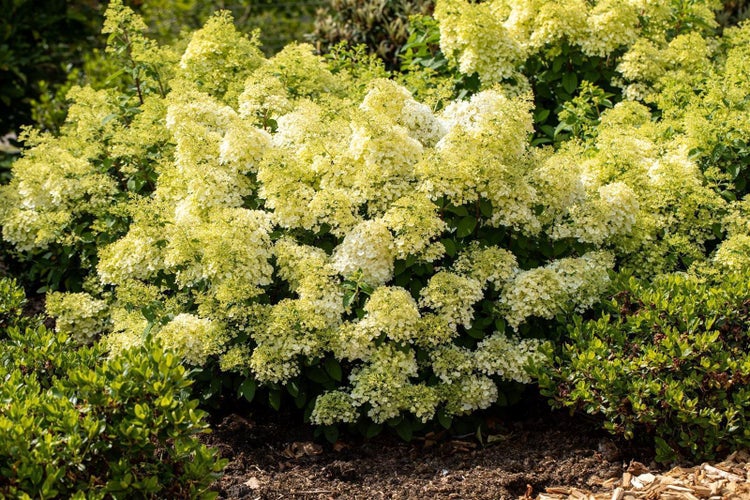 Hydrangea paniculata 'Bobo', Rispenhortensie, weiß, 40–60 cm