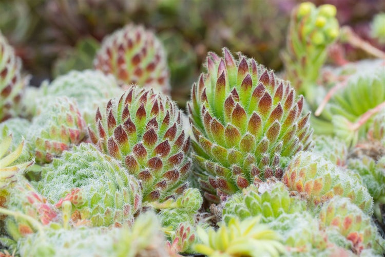 Sempervivum ciliosum 'Borisii', Hauswurz, ca. 9x9 cm Topf