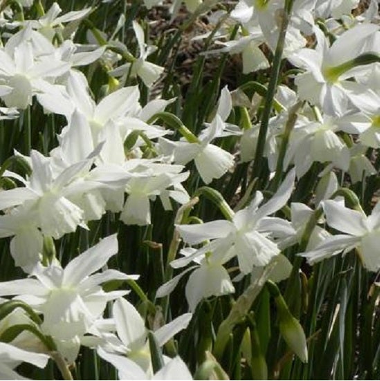 Eine Gruppe blühender weißer Narzissen mit langen grünen Stängeln in einem Frühlingsgarten