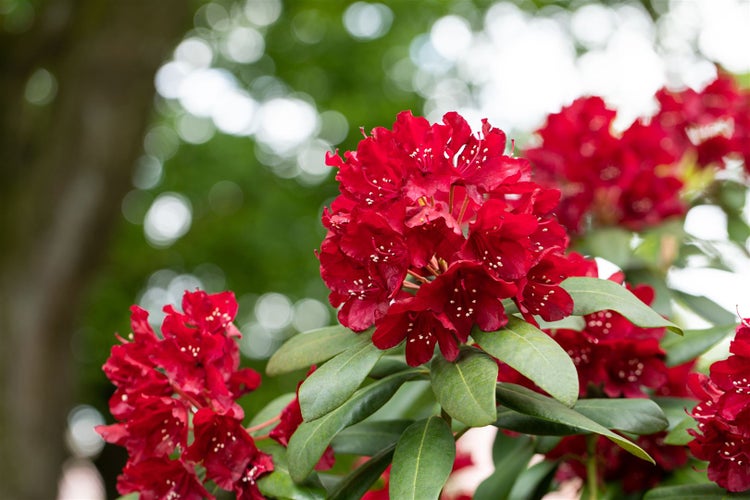 Rhododendron Hybr. 'Sammetglut', leuchtend rot, 30–40 cm