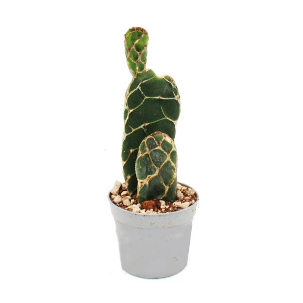 Kobra-Kaktus - Opuntia reticulata Cobra - augefallener Ohrenkaktus - 6,5cm Topf