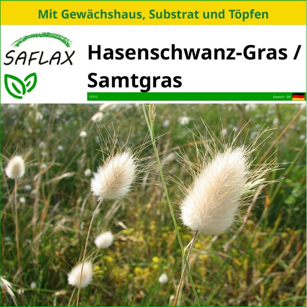 SAFLAX Anzucht Set - Hasenschwanz-Gras / Samtgras - Lagurus ovatus - 100 Samen - Mit Mini-Gewächshaus, Anzuchtsubstrat und 2 Töpfen