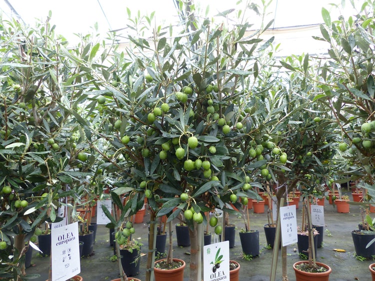 Mehrere Olivenbäume Olea europaea in Töpfen mit kleinen Früchten in einer Gärtnerei