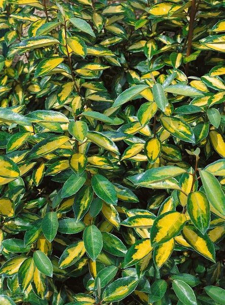 Elaeagnus ebbingei 'Limelight', silberbunt, 40–60 cm