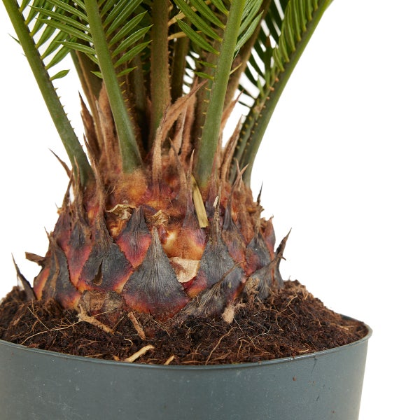 Bloomique - Cycas Revoluta - Palmfarn - Sagopalme - Palme - Sehr Pflegeleicht - Höhe 60-70 cm - Topf 17 cm