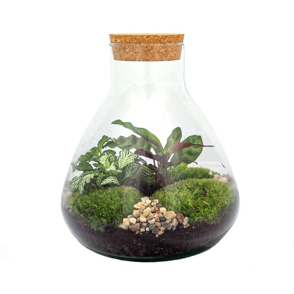 Flaschengarten Sammie - DIY-Pflanzenterrarium - 27 cm - mit Calathea-Pflanze