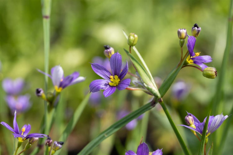 Sisyrinchium angustifolium, Blauäugiges Gras, ca. 9x9 cm Topf