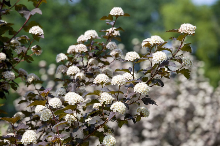 Physocarpus opulifolius 'Diabolo', Blasenspiere, dunkelrot, 80–100 cm