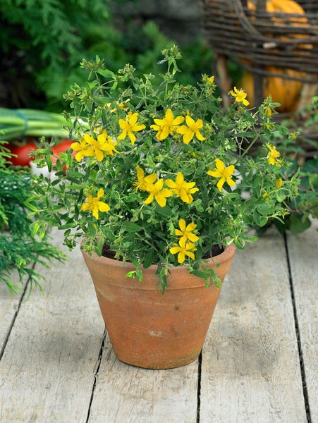 Hypericum perforatum, Johanniskraut, gelb, ca. 9x9 cm Topf
