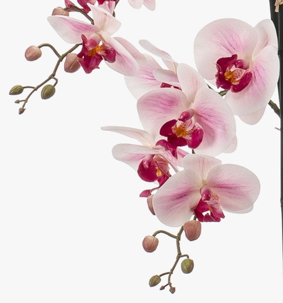Phalaenopsis Orchidee mit hellrosa Blüten, magentafarbener Mitte und Knospen.
