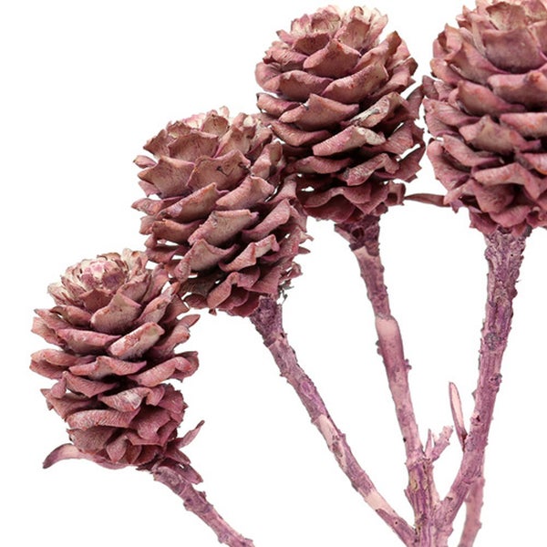 Dekorative Zweige mit Zapfen