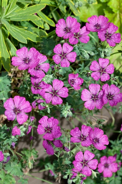 Geranium cinereum 'Carol', Storchschnabel, rosa, ca. 9x9 cm Topf