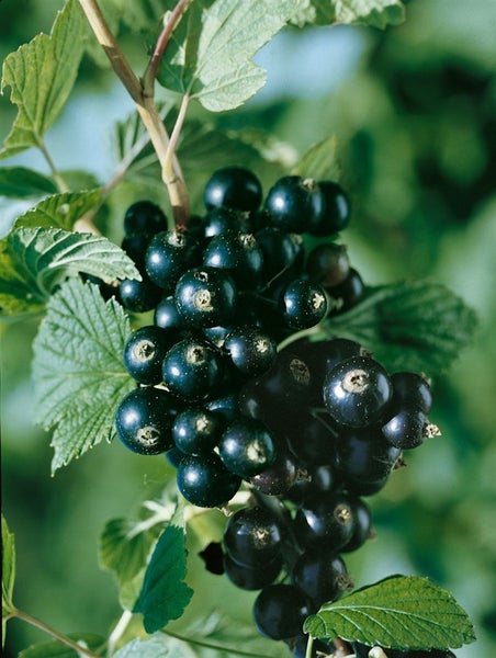 Ribes nigrum 'Titania', Schwarze Johannisbeere, 90 cm Stammhöhe