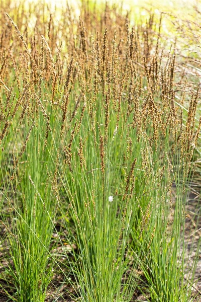 Detailaufnahme von Rasen-Simse im Garten