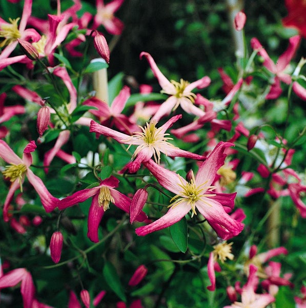 Clematis triternata 'Rubromarginata', duftend, 100–150 cm