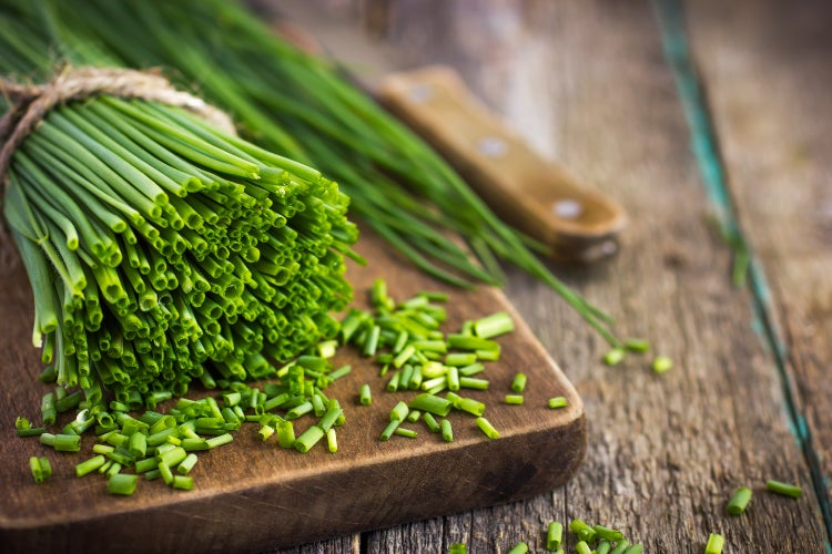 SAFLAX Garden to go - BIO - Schnittlauch - Allium schoenoprasum - 250 Samen - Mit Topf, Klima - Deckel und Anzuchtsubstrat