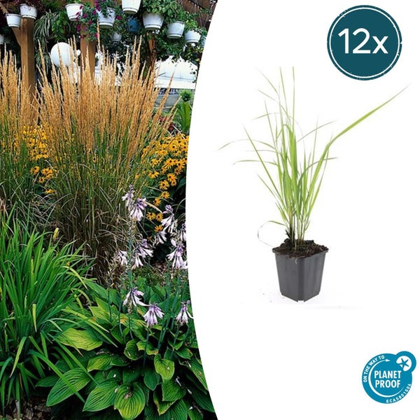 Zwölf Stück Pfeifengras im Topf für den Garten