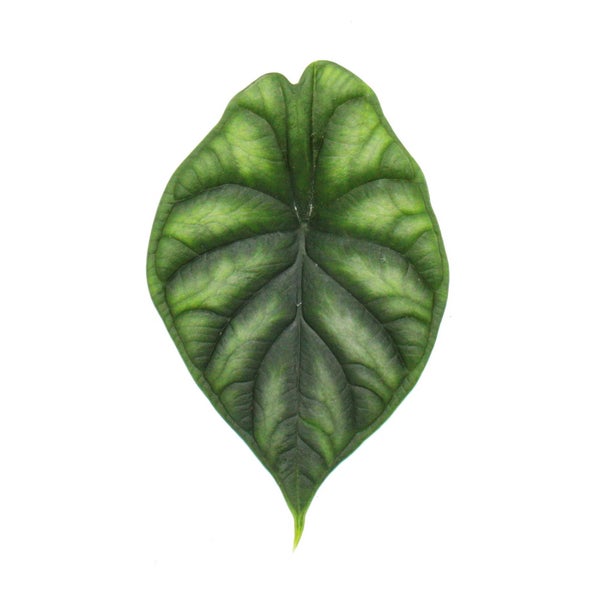 Alocasia baginda Dragon Scale - Tropenwurz - Alokasie - Drachenschuppen-Pfeilblatt - 12cm Topf