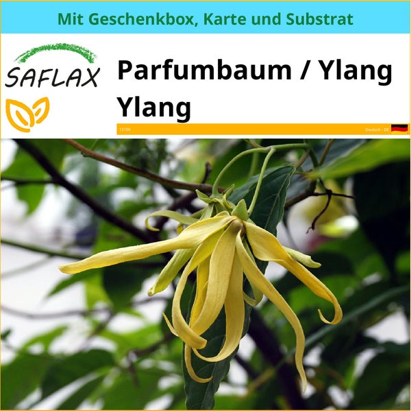 SAFLAX Geschenk Set - Parfumbaum / Ylang Ylang - Cananga odorata - 10 Samen - Mit Geschenkbox, Versandaufkleber, Geschenkkarte und Anzuchtsubstrat