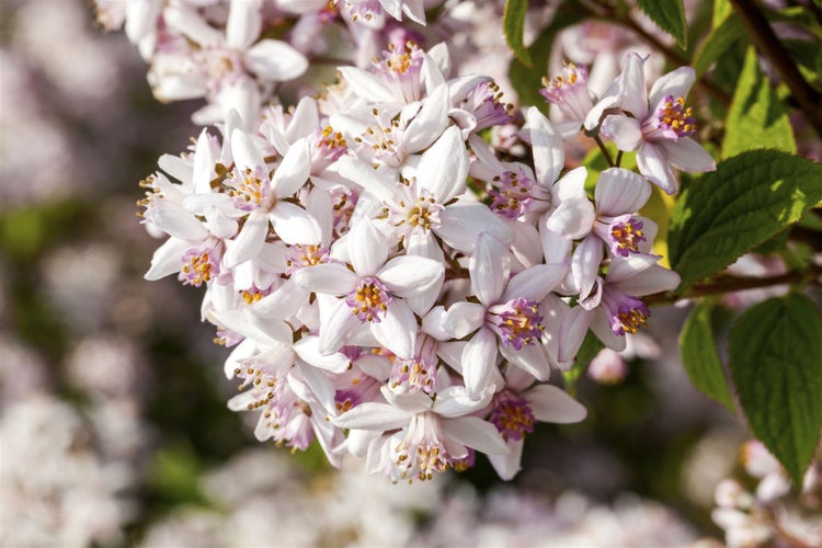 Deutzia rosea 'Yuki Snowflake', Maiblumenstrauch, weiß, 40–60 cm