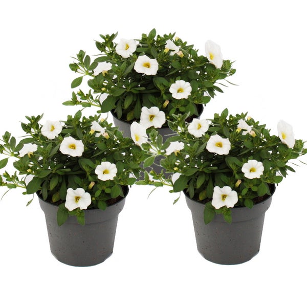 Zauberglöckchen - Minihängepetunie - Calibrachoa - 12cm Topf - Set mit 3 Pflanzen - weiss