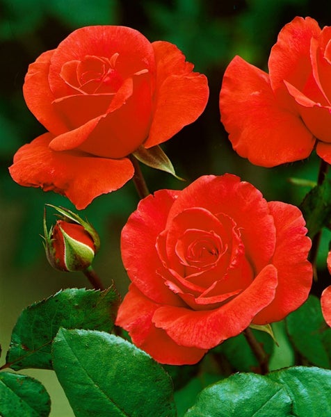 Rosa 'Duftwolke', Edelrose, duftend, 3-5 Liter Container
