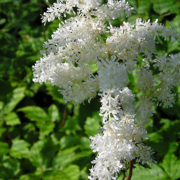 Blütenstand der Wiesenknöterich Pflanze