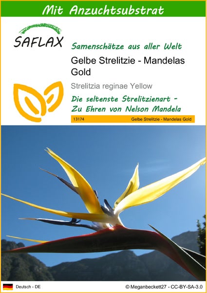 SAFLAX  - Gelbe Strelitzie - Mandelas Gold - Strelitzia reginae Yellow - 4 Samen - Mit keimfreiem Anzuchtsubstrat