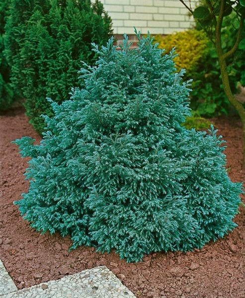 Blaue Scheinzypresse im Gartenbeet