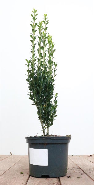 Ilex crenata 'Fastigiata', Japanische Stechpalme, immergrün, 30–40 cm