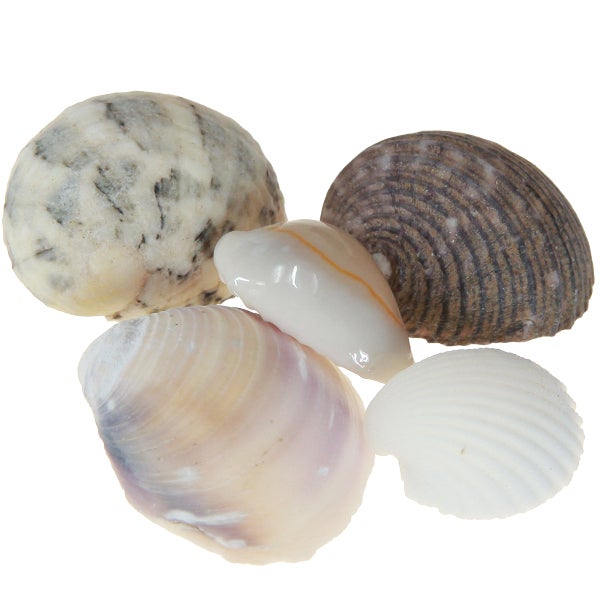 Verschiedene Muscheln