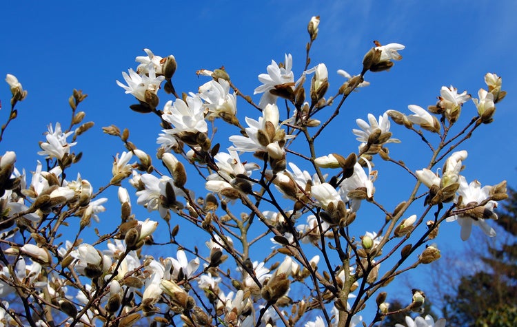 Magnolia stellata - Stämmchen, Stern-Magnolie, Gesamthöhe:130-140 , Stammhöhe: 80 cm