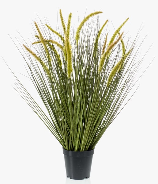 Yucca Pflanze mit spitz zulaufenden grün-gelben Blättern.