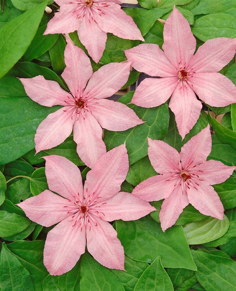 Nahaufnahme von rosa Clematis-Blüten und grünen Blättern